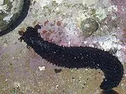 Hawaiian Ashy Cucumber 1
