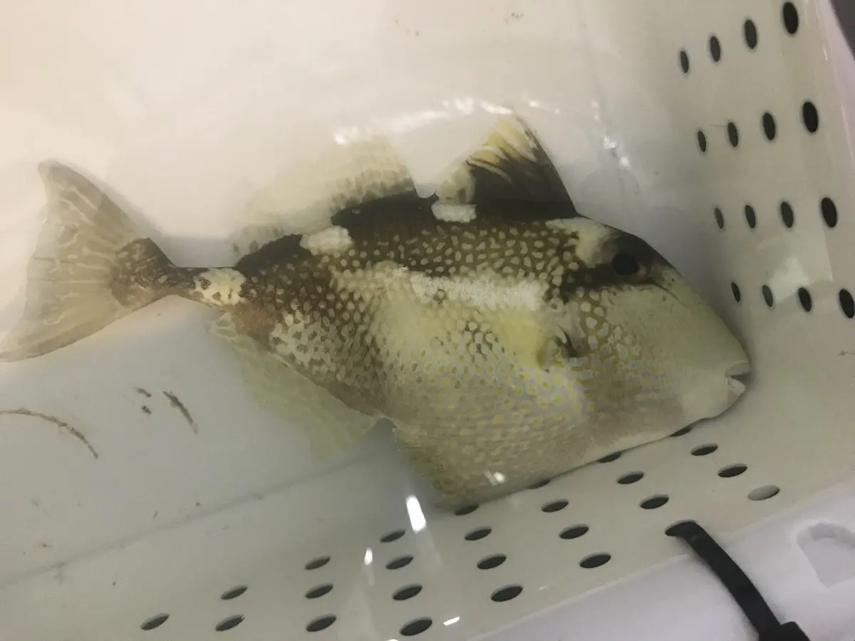 Yellow Spot Trigger Fish | Abalistes Stellatus 1