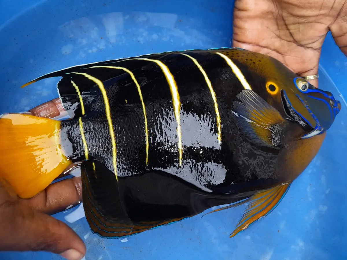 Chrysurus Angel | Pomacanthus Chrysurus (Show Size 14”) 1