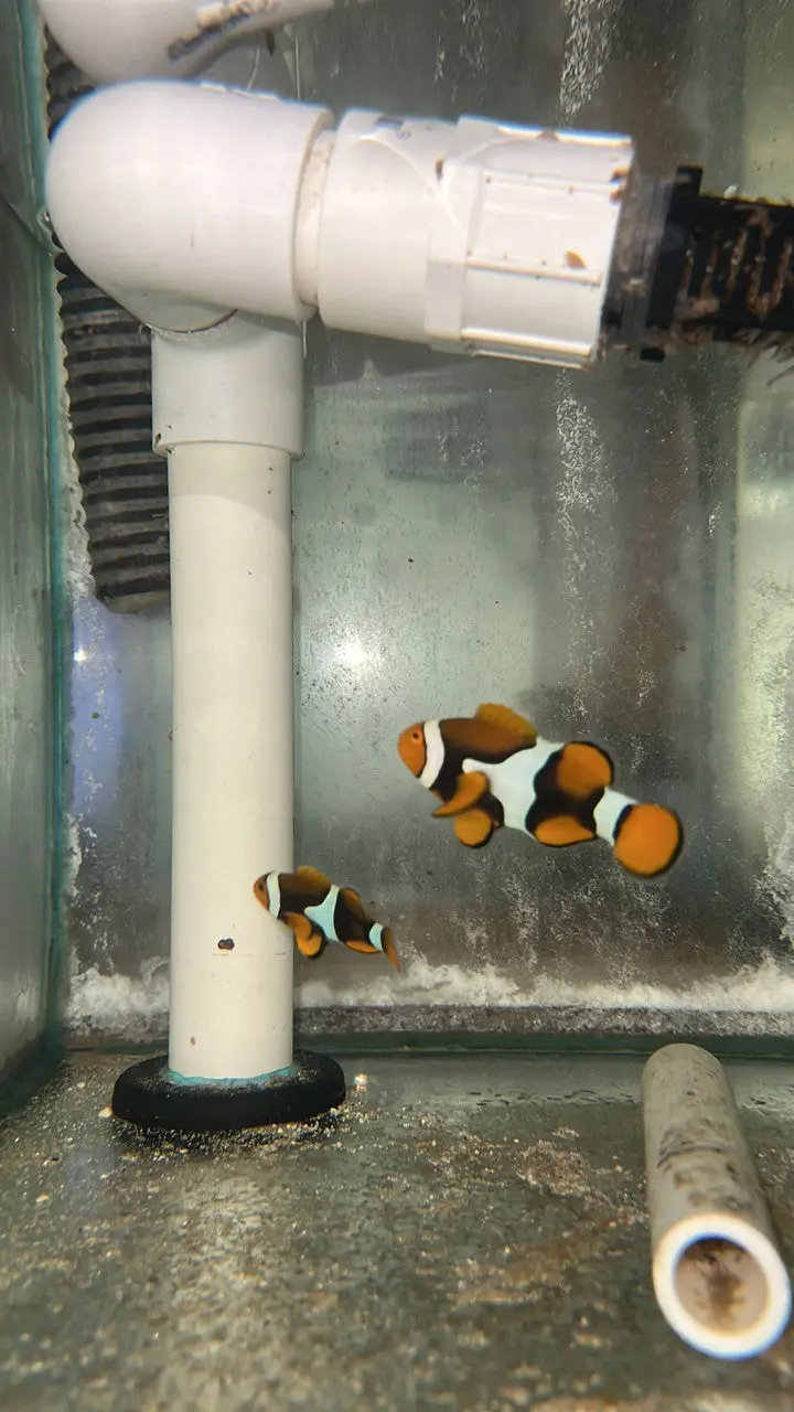 True Percula Clownfish-Super Black Pair (Wysiwyg #2) 2