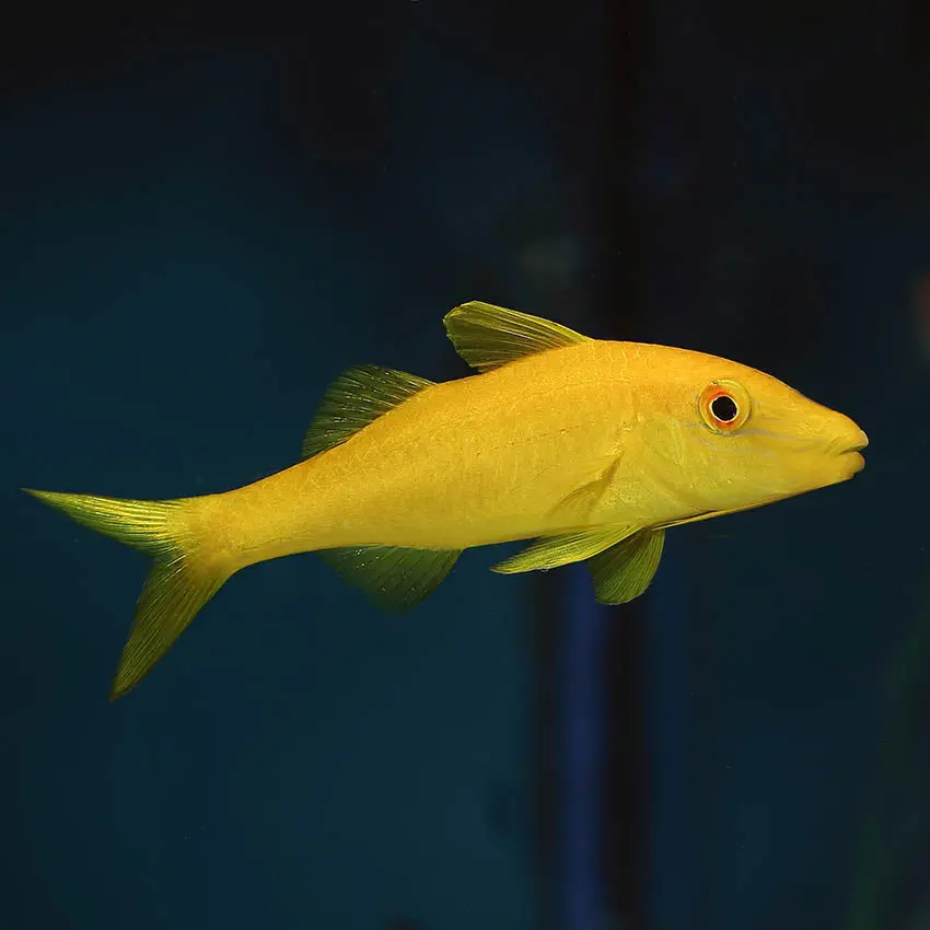 Yellow Goatfish -Parupeneus Cyclostoma 1