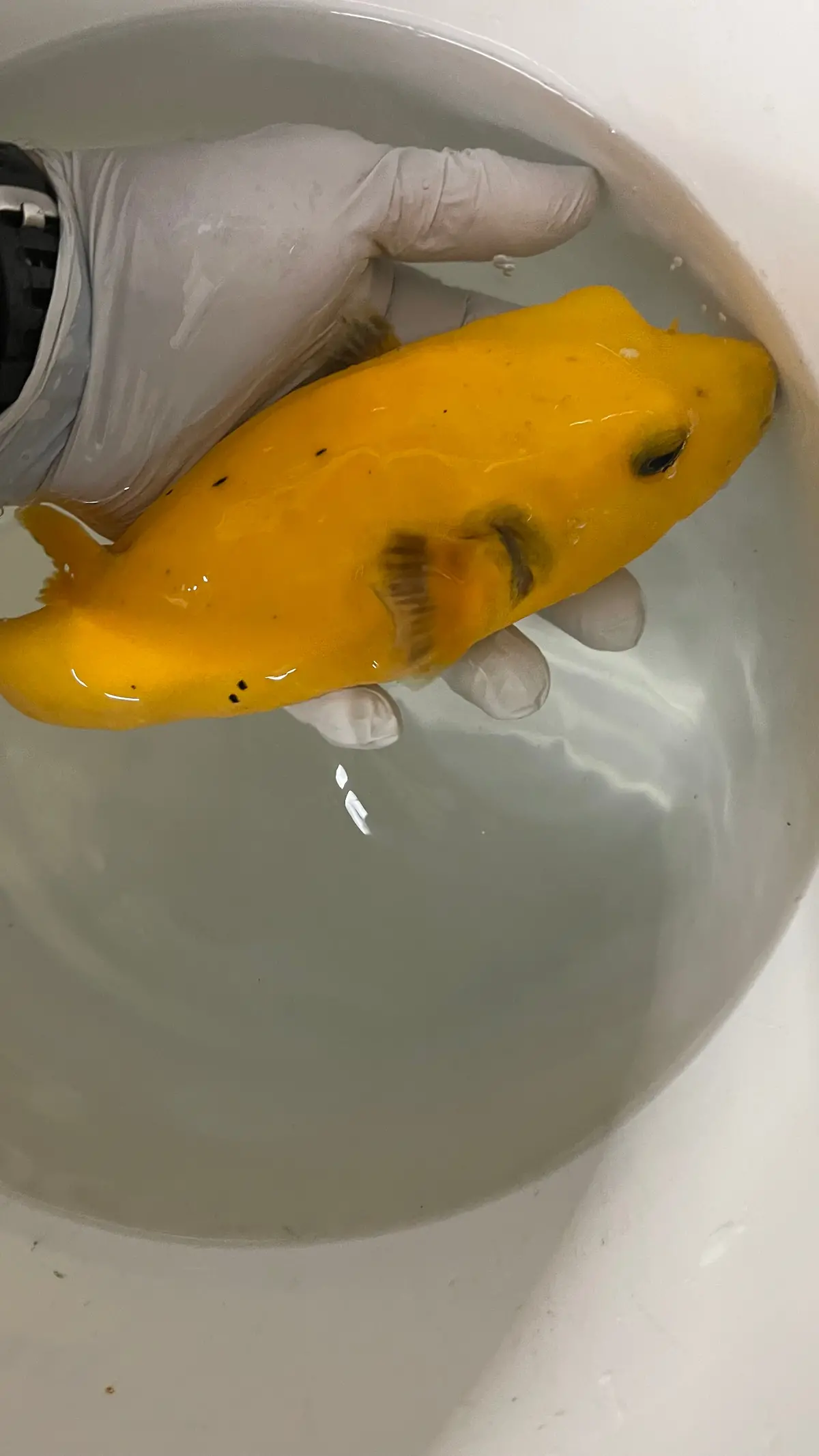 Golden Pufferfish (10”) Christmas Island) 1