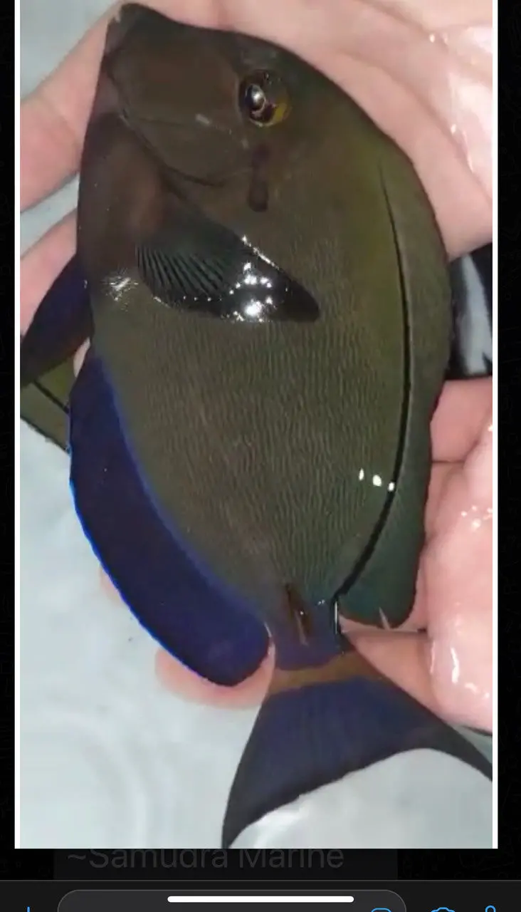 Tailring Surgeonfish-10” 1