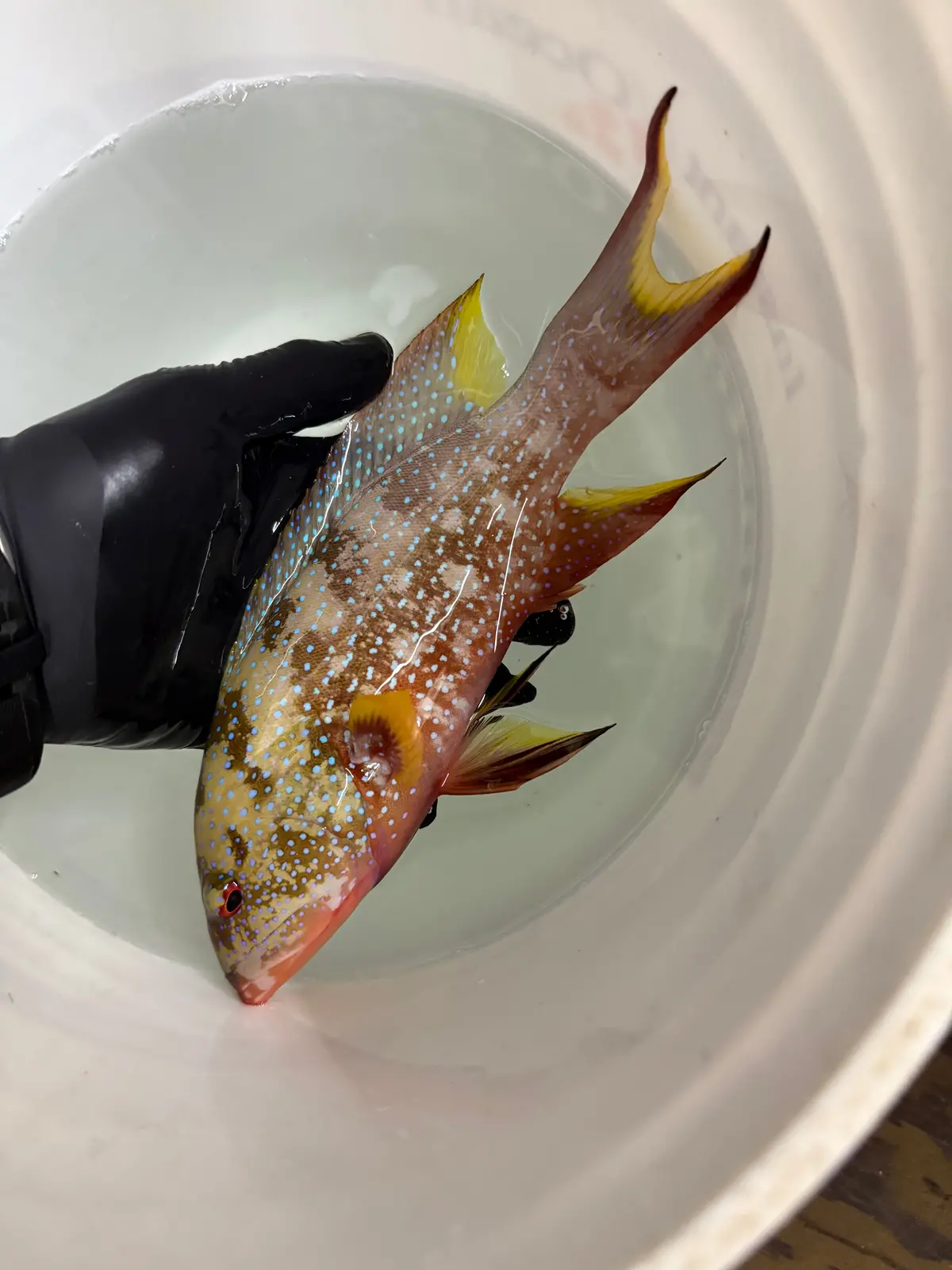 Cherry Grouper (10”) 1