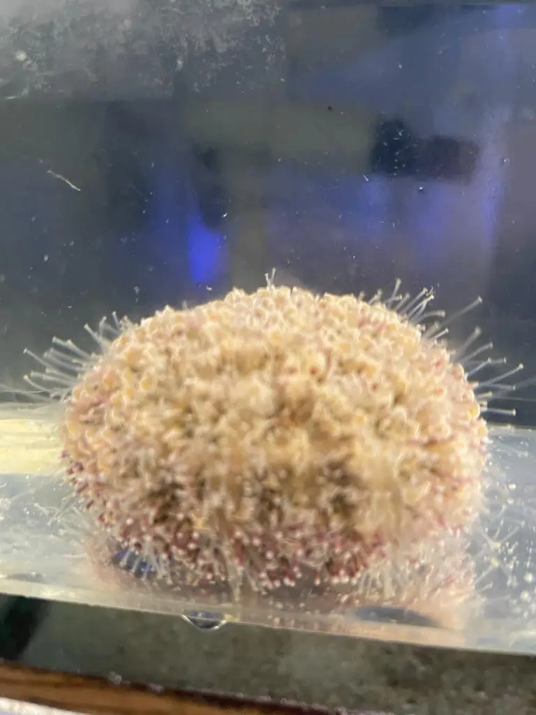 White Flower Urchin- Toxopneustes Pileolus 1