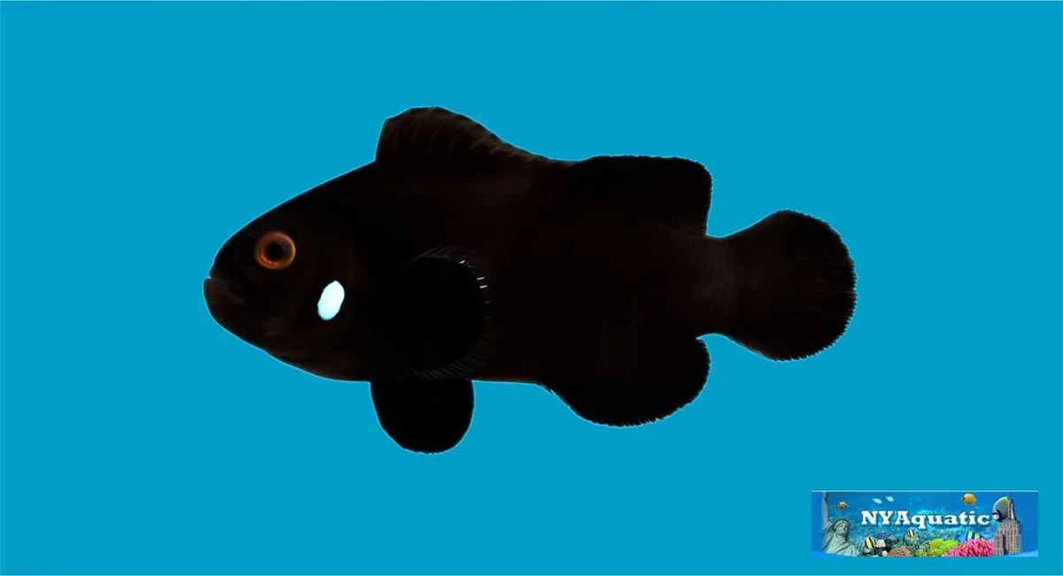 Domino Clownfish (4-5Cm) 1