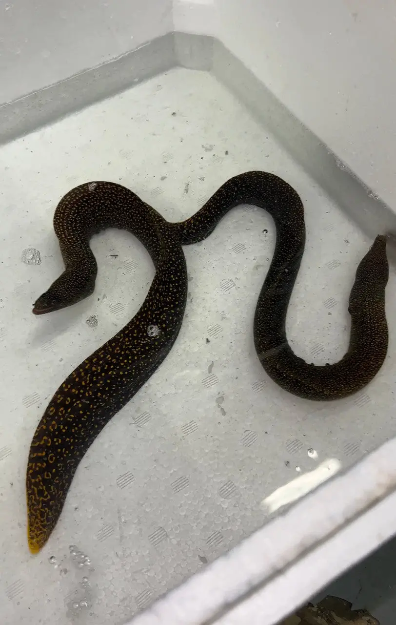 Brazillian Yellow Tail Light Form Eel (Gymnothorax Miliaris ) 12-14” 1