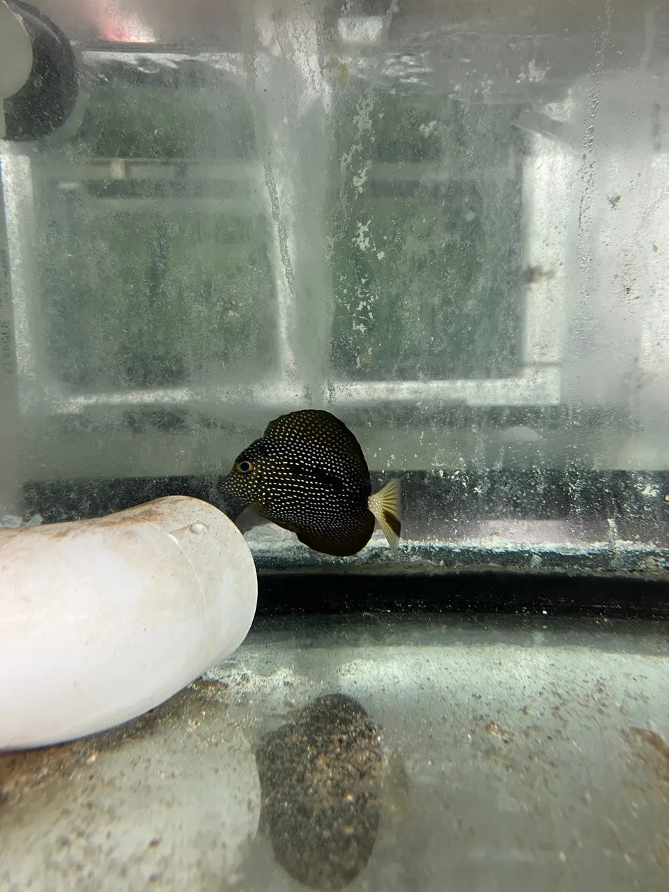 “Shadowstreak” Gem Tang - One Of A Kind (Wysiwyg) 1
