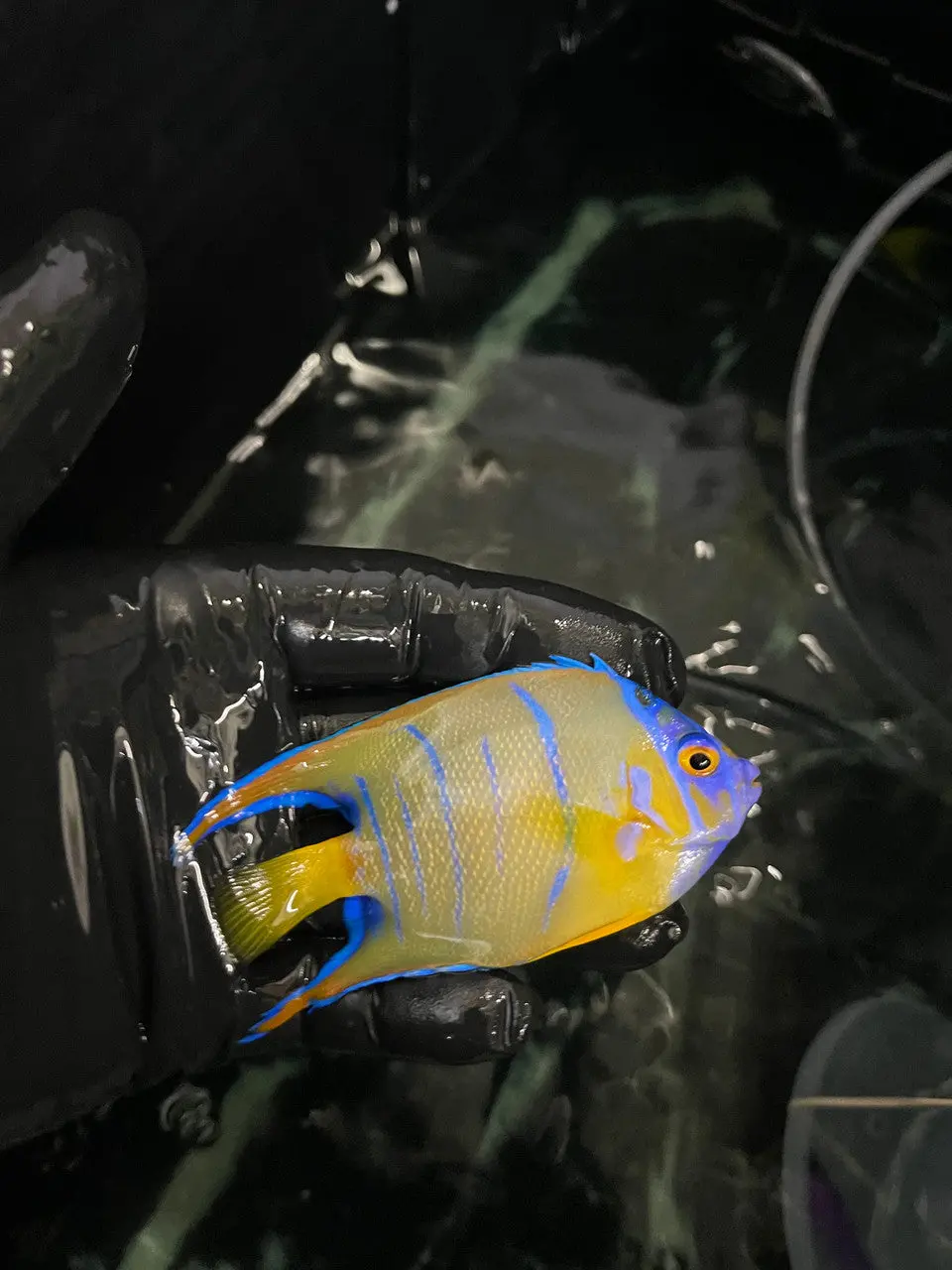 Queen Angelfish (4-5") 1