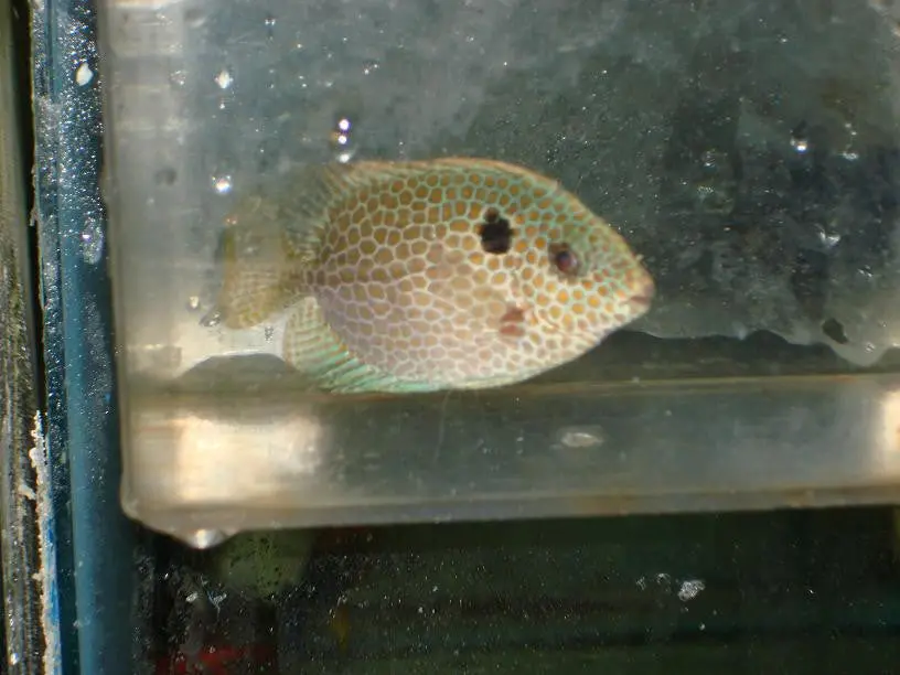 Orange Spotted Rabbitfish-3-4" 1