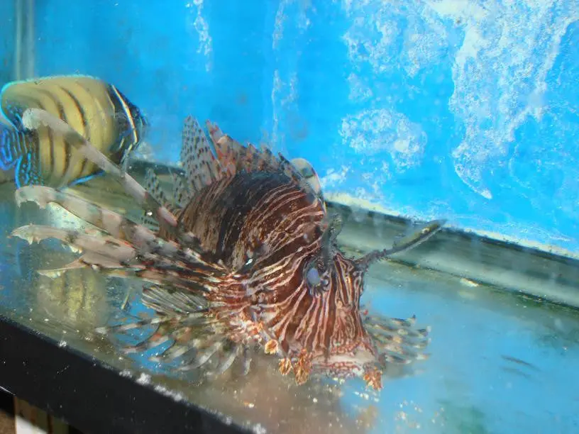 Volitan Lionfish-(3-4") 1