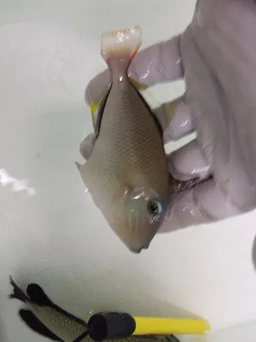 Crosshatch Trigger (Xanthichthys Mento)-4 1/4" Male 1