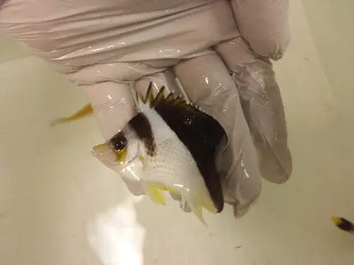 Tinker/Burgess Hybrid Butterfly (2-3") 1
