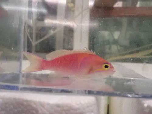 Aurora Anthias (Pseudanthias Calloura) 1