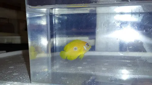 Blue Spot Lemonpeel Angel-2" 1
