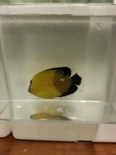 Goldflake Angel (4" Color Morph) 1