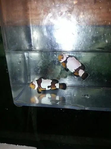 Assorted Captive Bred Designer Clowns (Extremes) 1