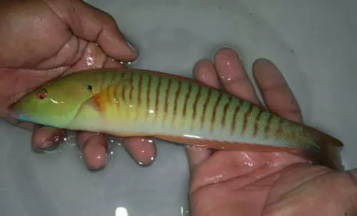 Cigar Wrasse (8") 1