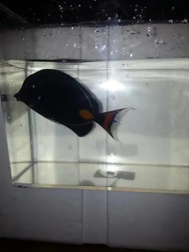 Achilles Tang |Acanthurus Achilles | 3-4" 1