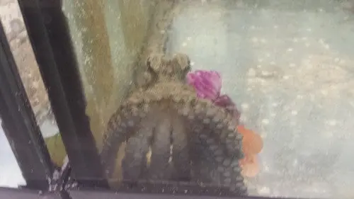 Blue Ring Octopus 1