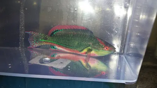 Exquisite Fairy Wrasse-Supermale 1