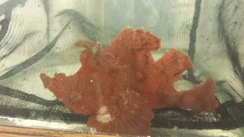 Rhinopias Scorpionfish-Super Red (Frondosa) 1