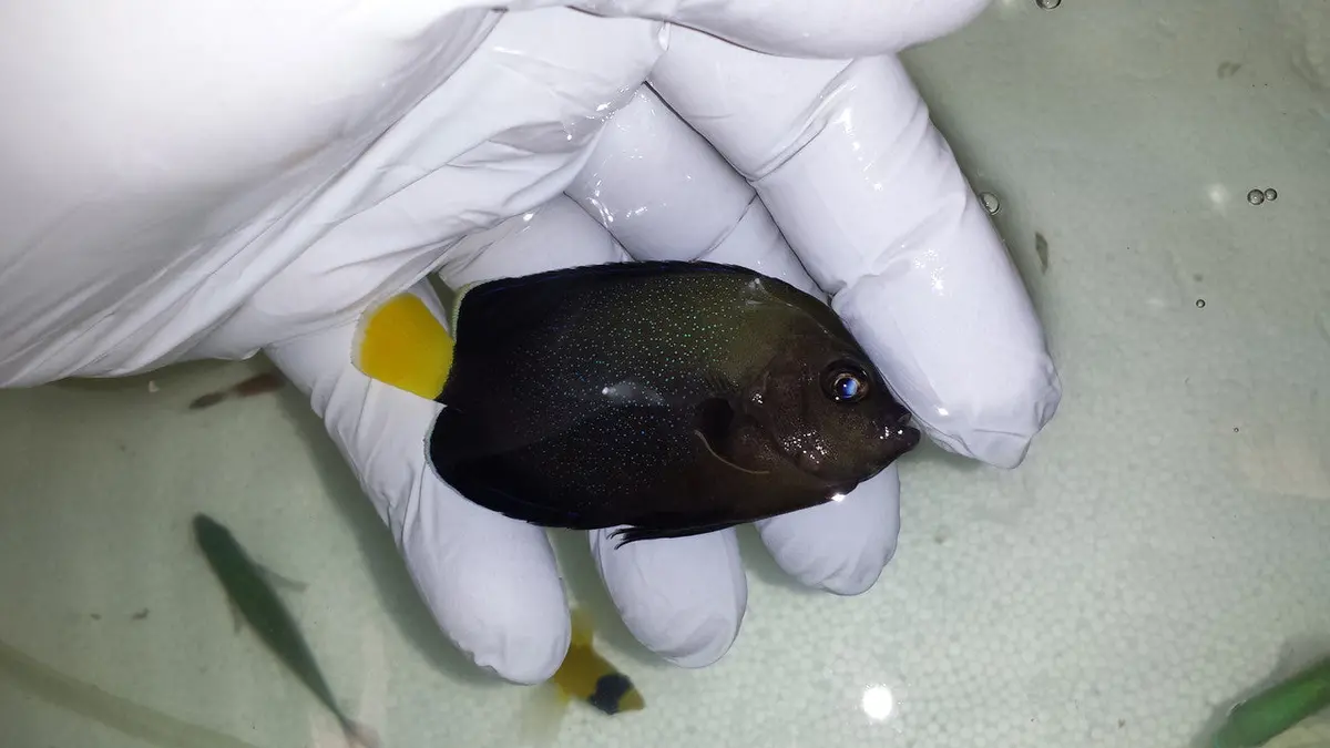 Blue Spotted Angel | Chaetodontoplus Caeruleopunctatus (3") 1
