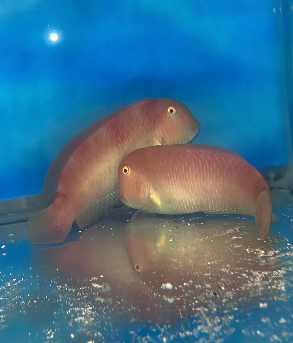 Pearly Razor Wrasse (Xyrichtys Novacula) 5-6" 1