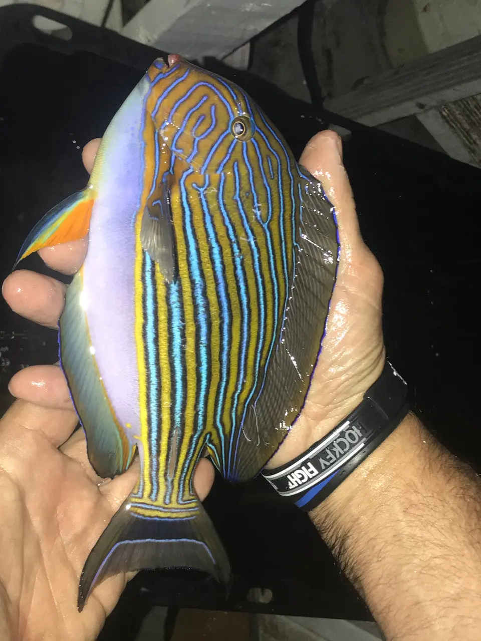 Clown Tang 10-12" 1