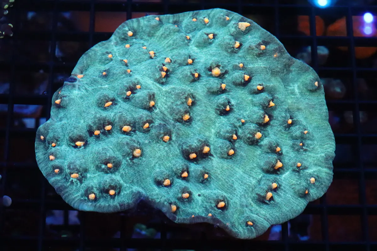 Green Yellow Eye Chalice Colony 1