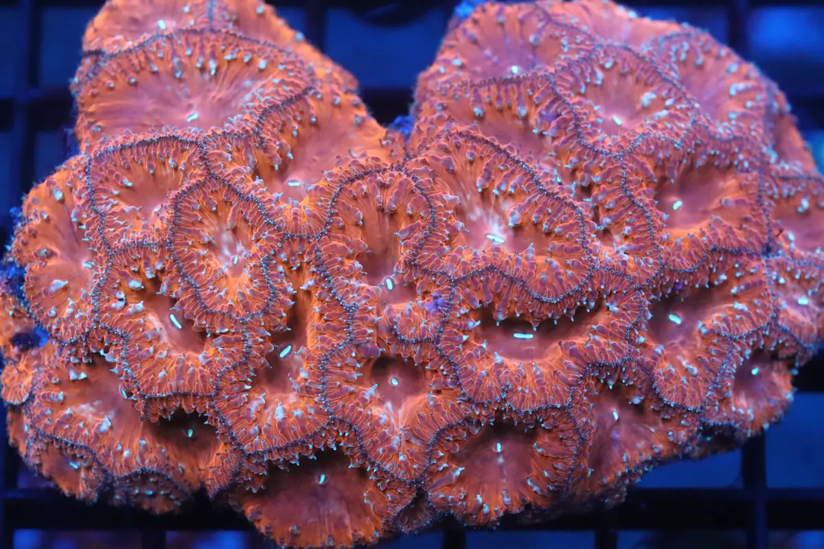 Blasto Colony (C9) 1