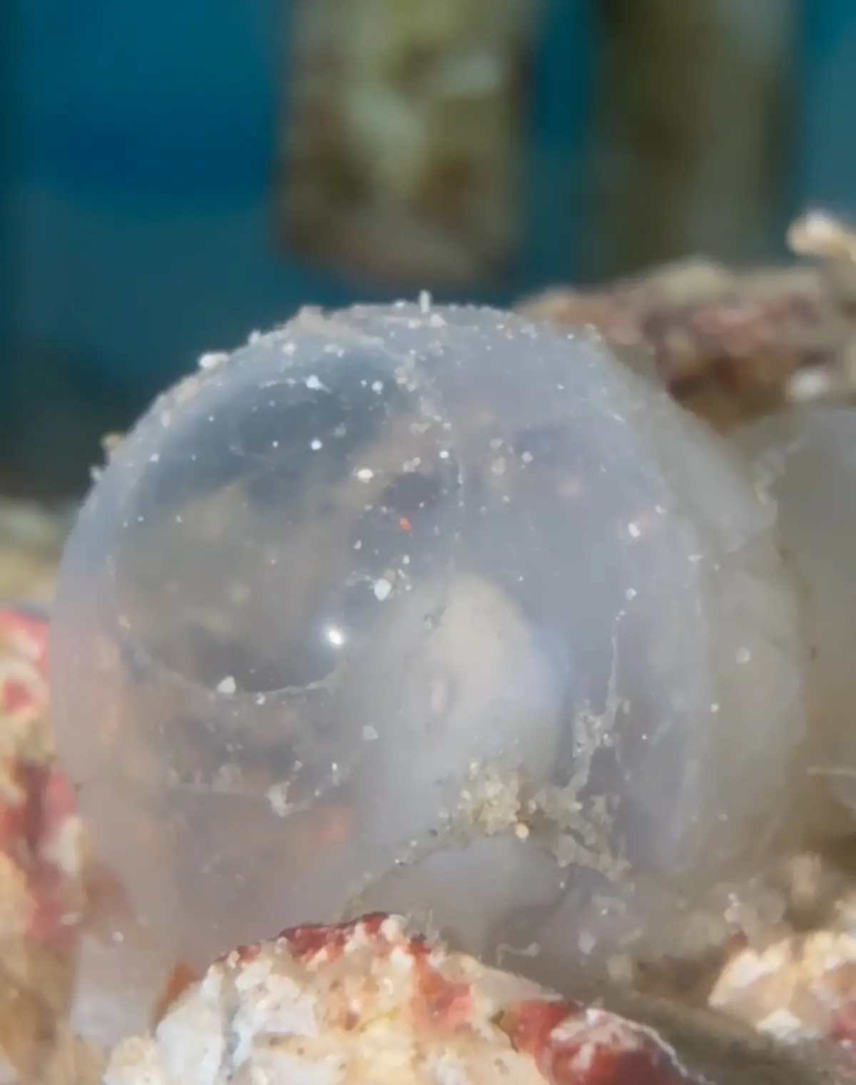 Mourning Cuttlefish Eggs - Each 1