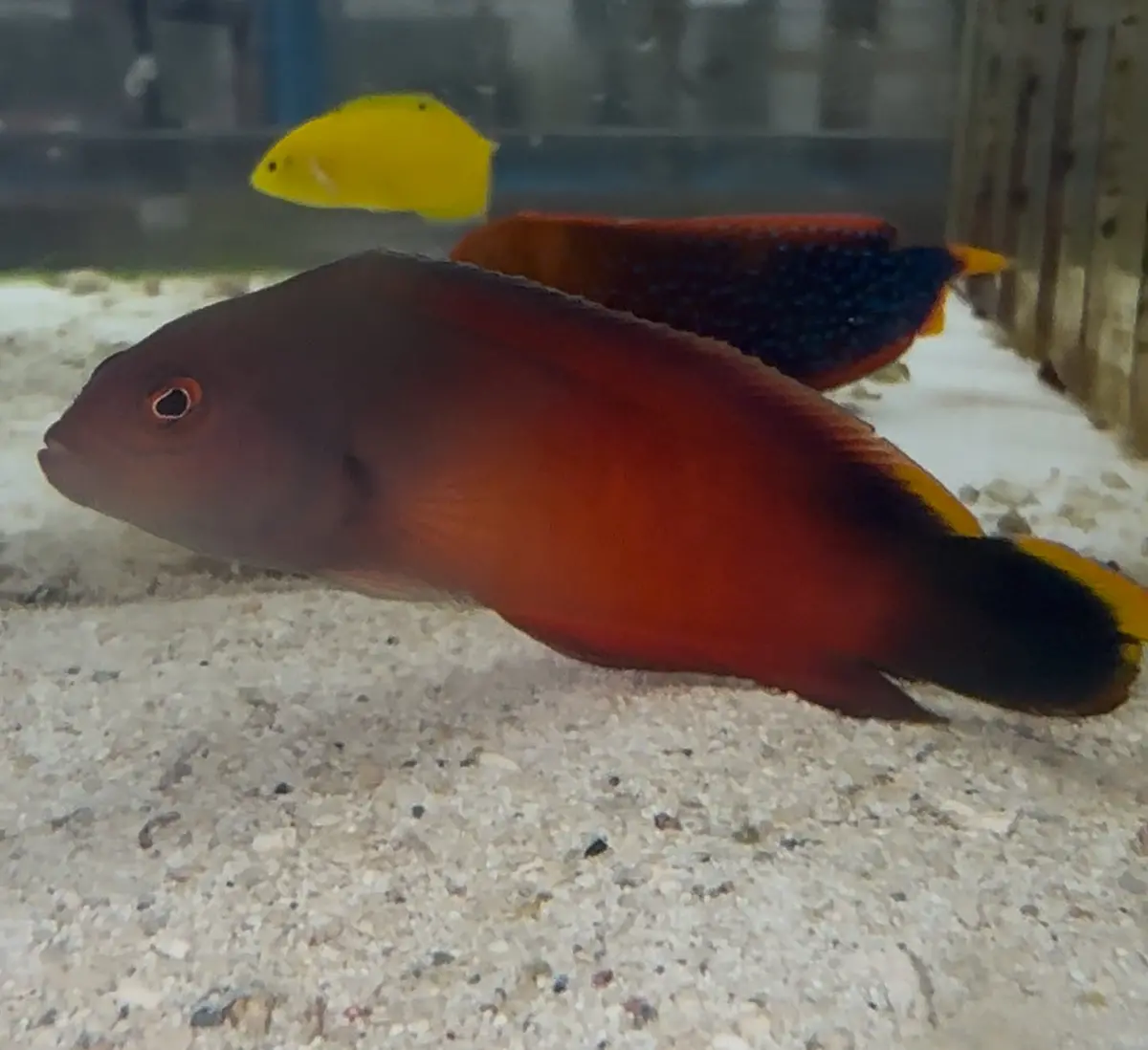 Queensland Dottyback - Ogilbyina Queenslandiae 1
