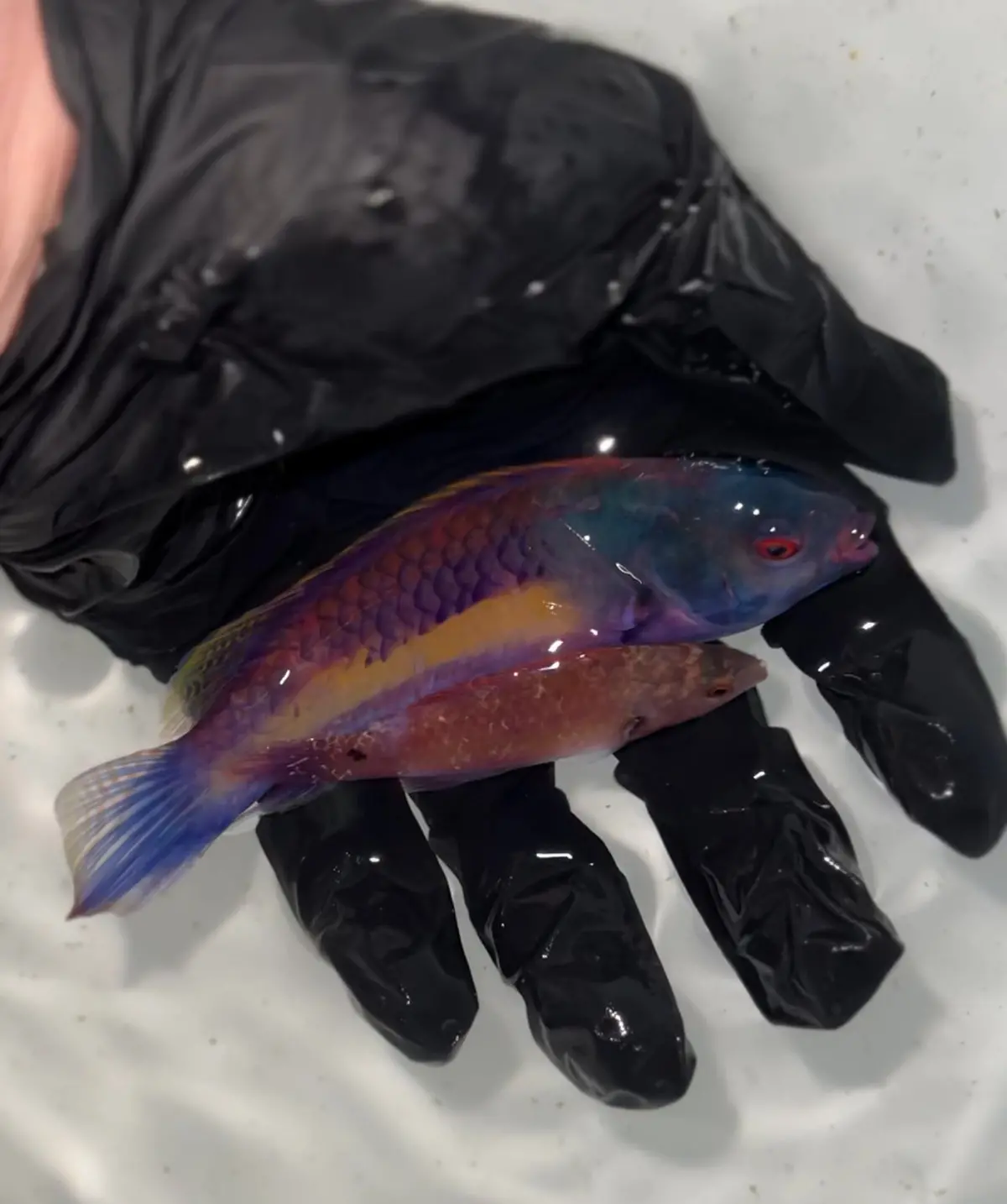 Randall’S Fairy Wrasse Pair - Cirrhilabrus Randalli 1
