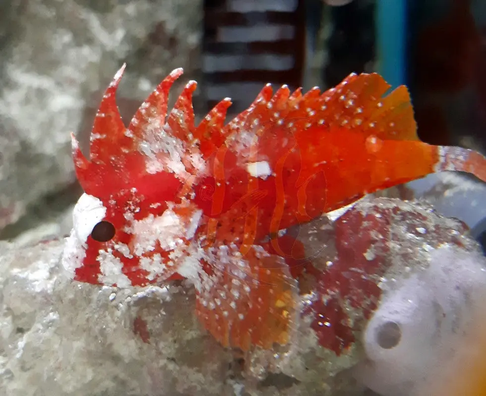 Red Pygmy Rooster Waspfish | Paracentropogon Zonatus 1