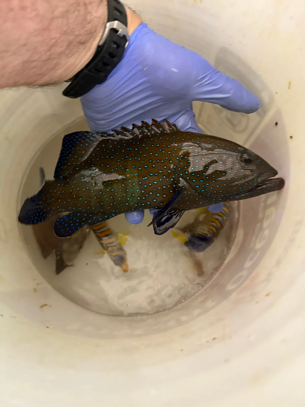 Argus (Blue Dot) Grouper-12” 1