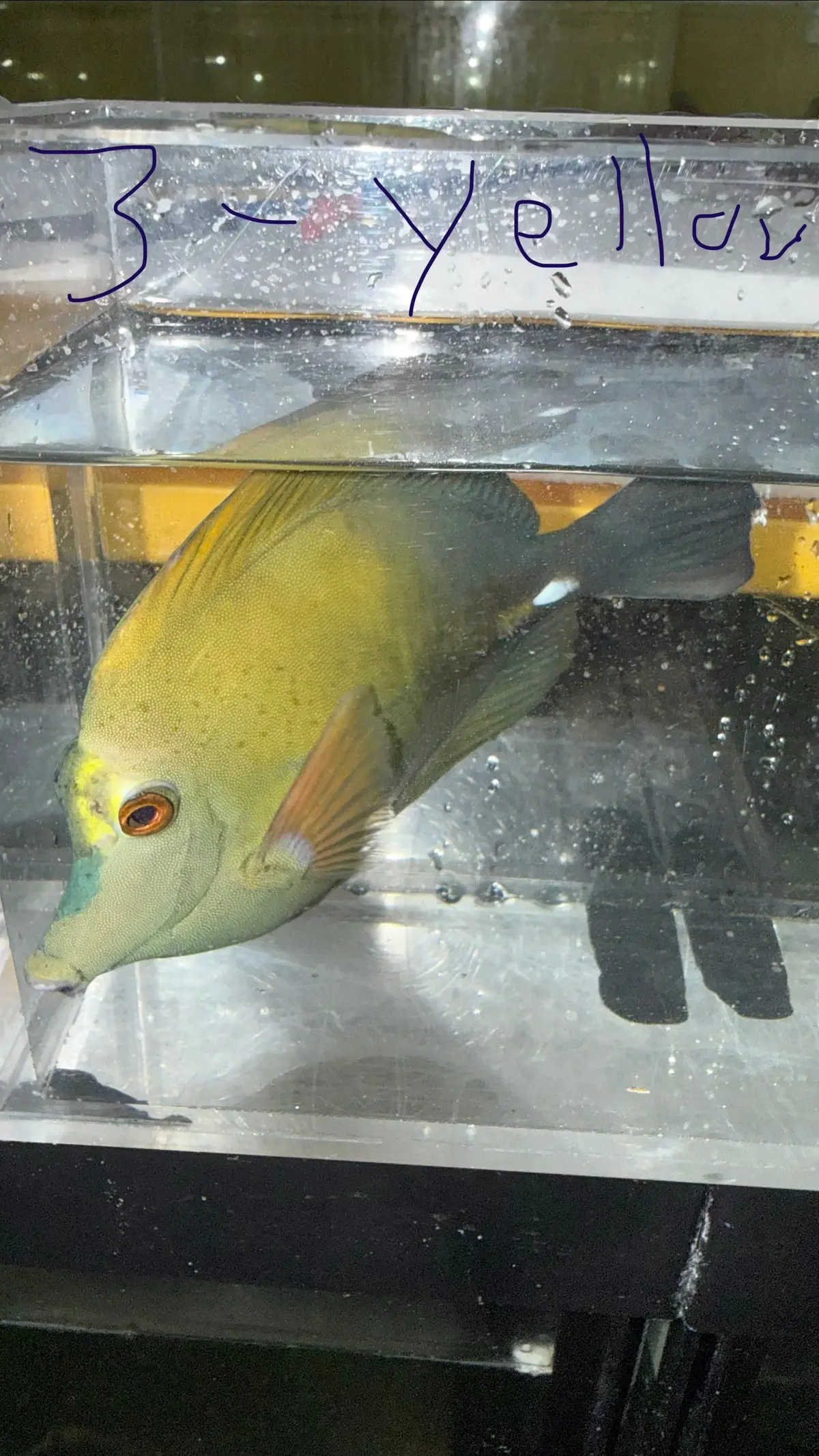 Blue Face Koi Scopas Tang Wysiwyg #3 Yellow Face (4-6") 1