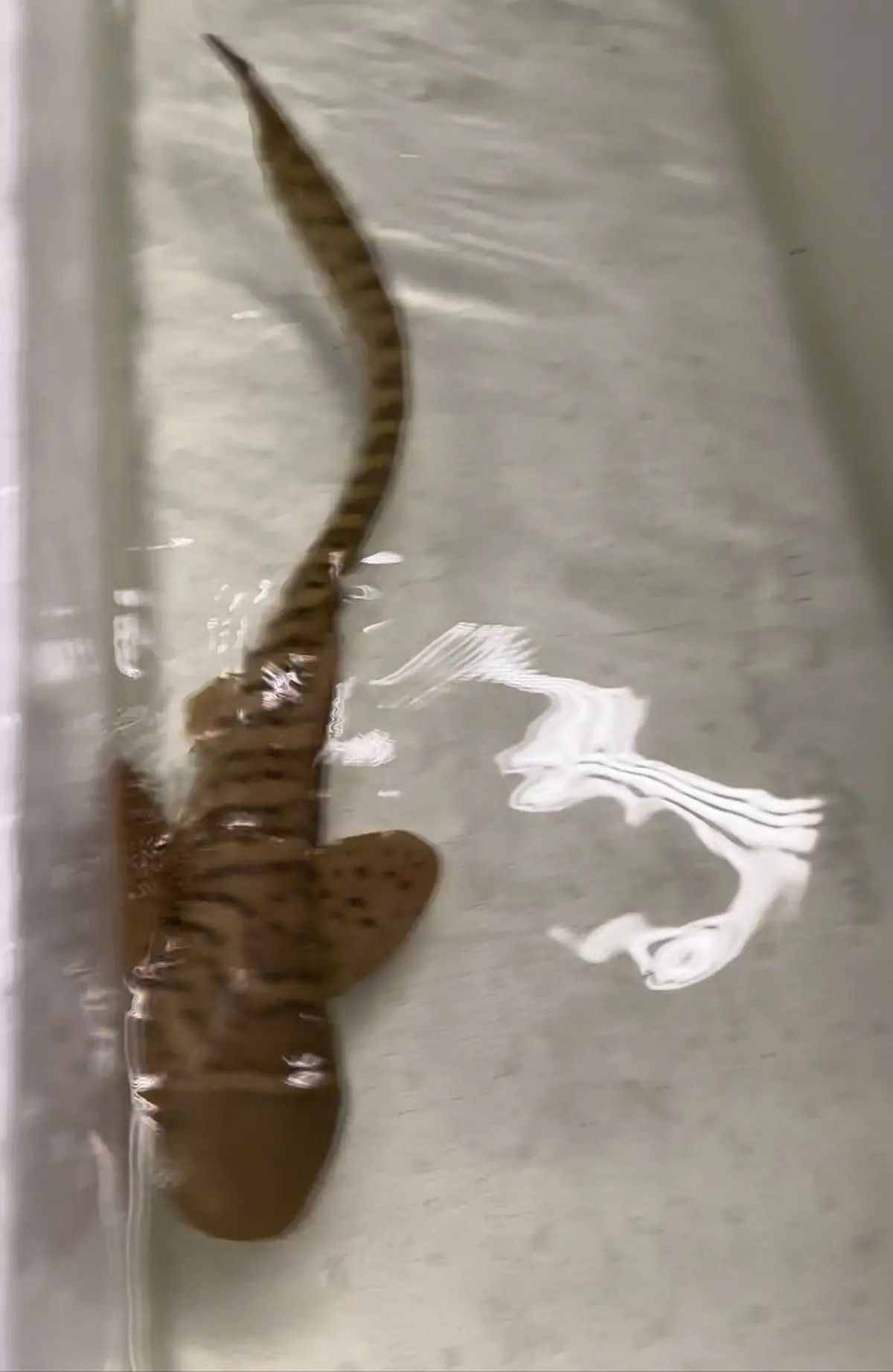 Zebra Shark (Stegostoma Fasciatum) 14" Male 1