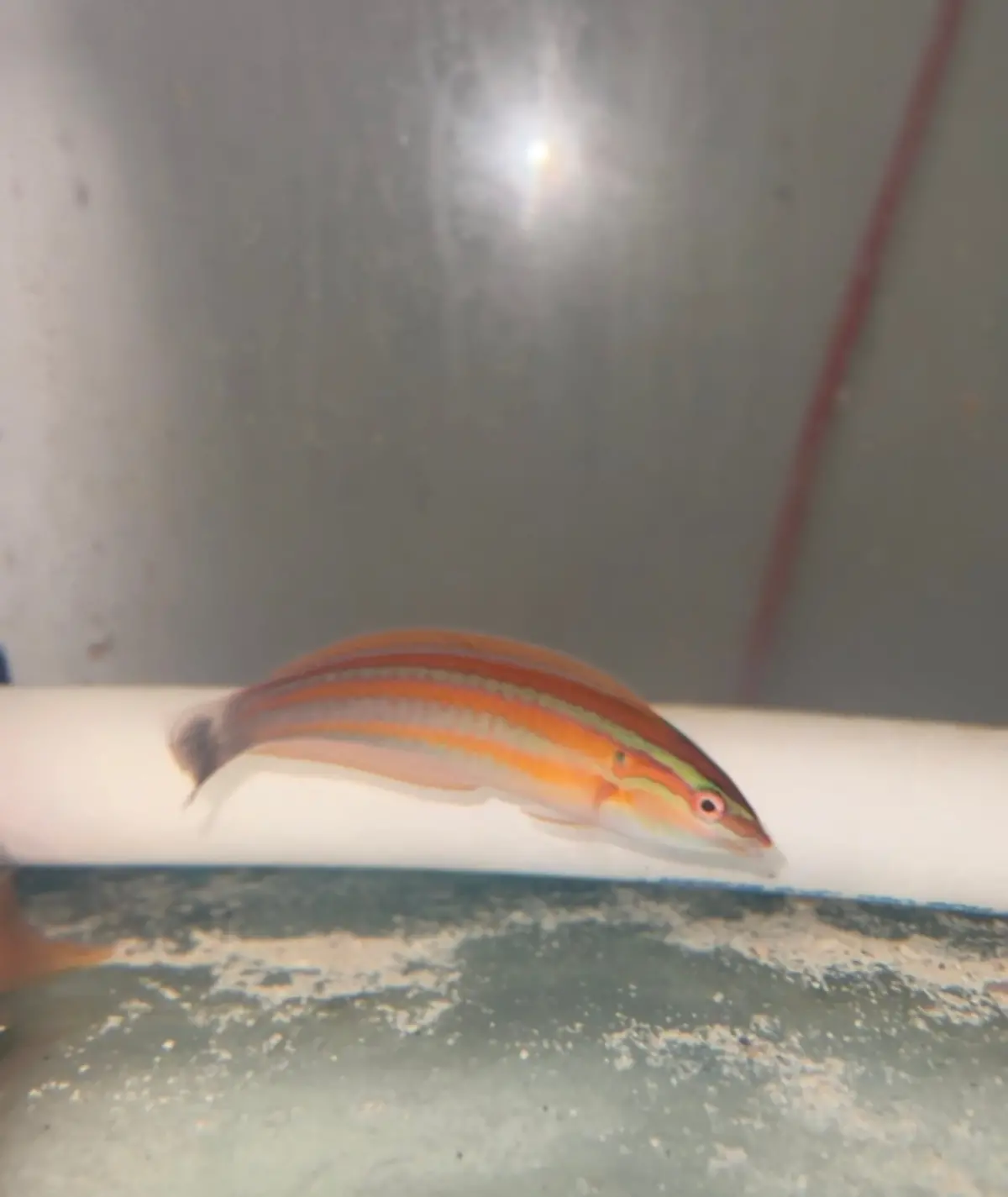 Atlantic Rainbow Wrasse (3-5") | Coris Atlantica 1