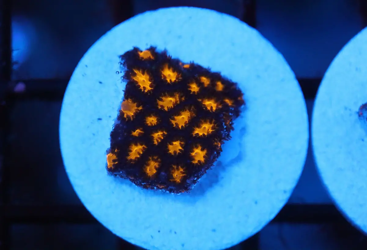 Lava Leptastrea Frag (A15) 1