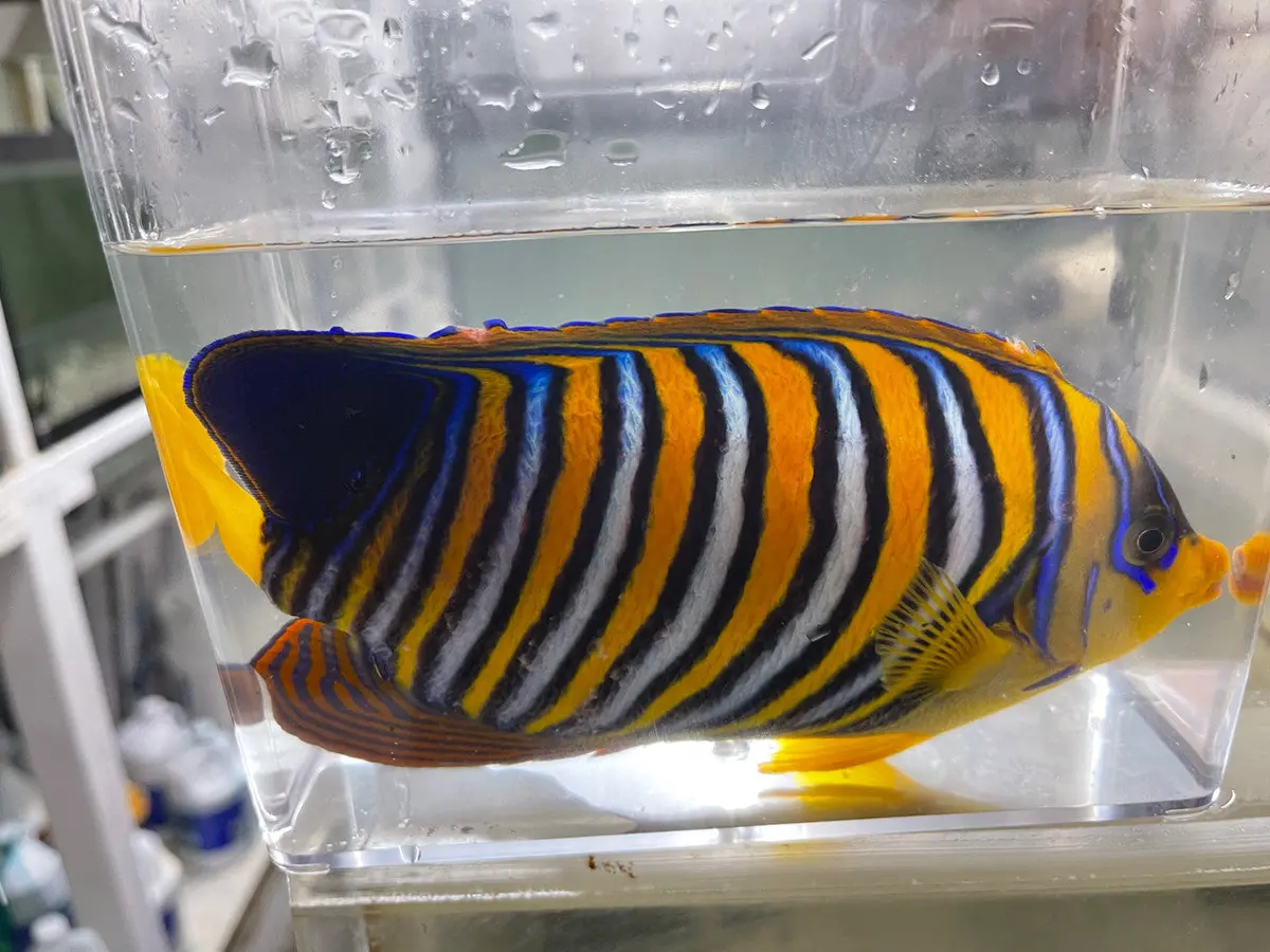 Regal Angel (True Red Sea) 11” 1
