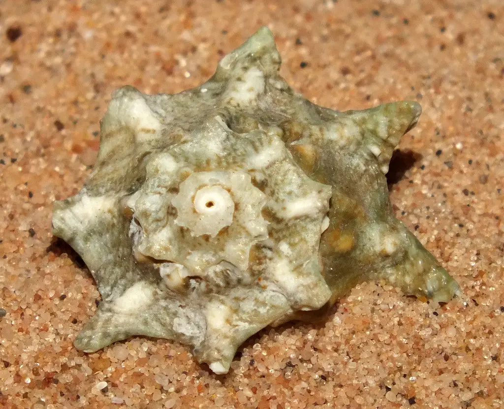Starred Turbo Snail 1