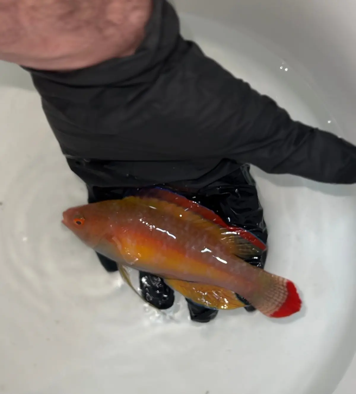 Xl Terminal Male Pink Margin Fairy Wrasse- Wysiwyg 1