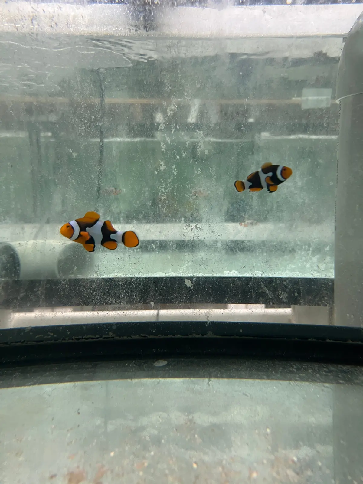 True Percula Clownfish Pairs- #1 2