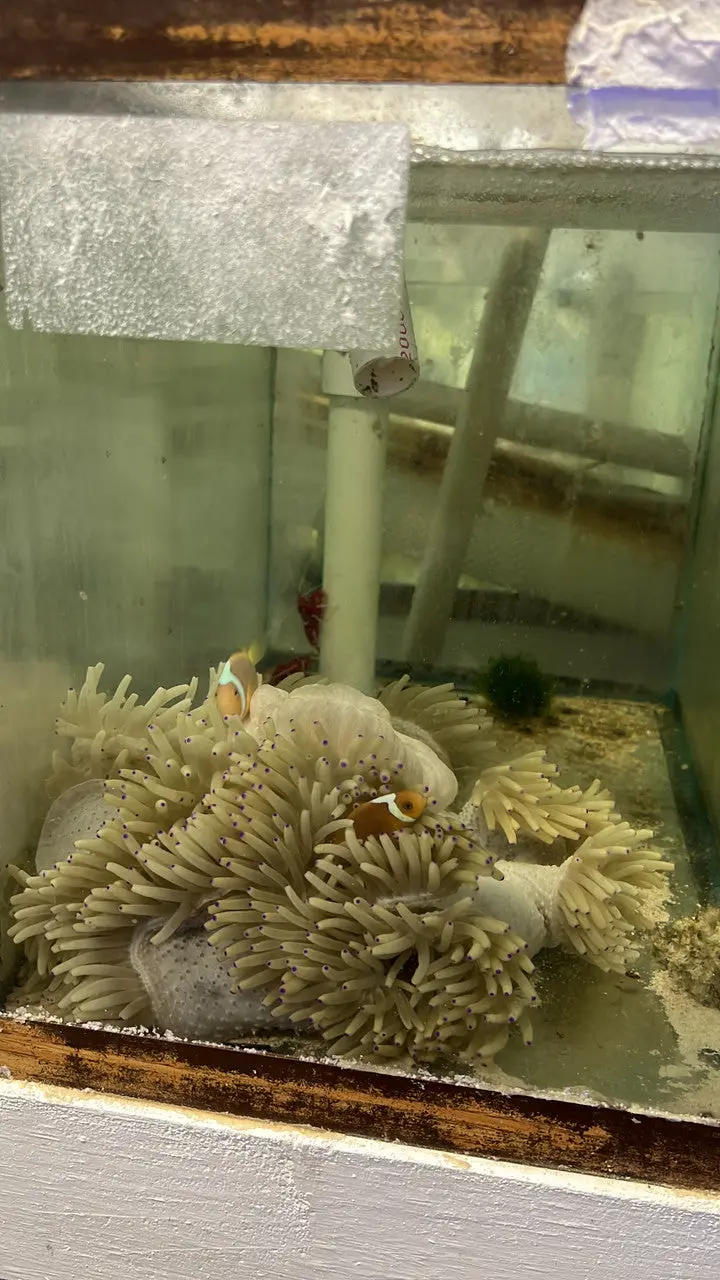 Wysiwyg  #2 White Bonnet Clownfish With Host Malu Anemone 1
