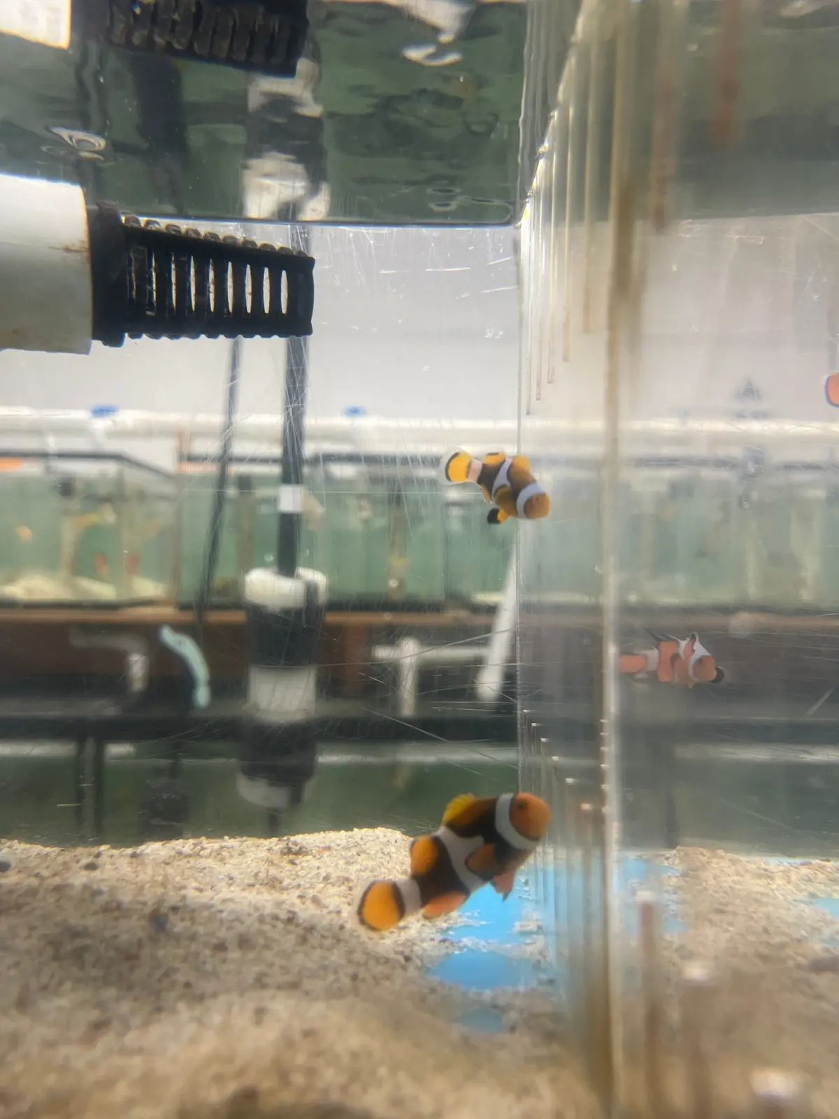 True Percula Clownfish Pairs- #1 6