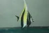 Group Of 3  Of Moorish Idol-African 1