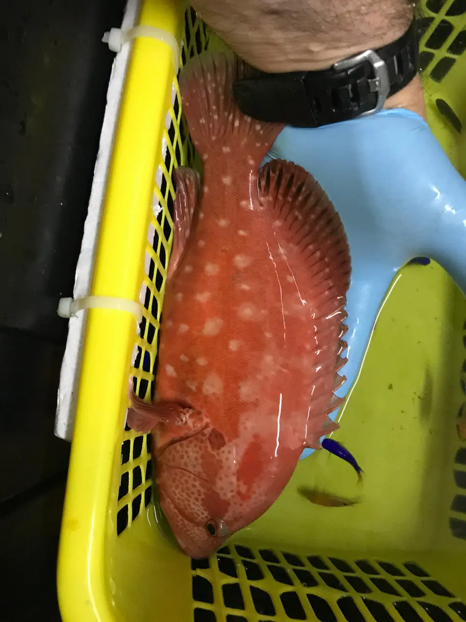 Tomato Grouper | Cephalopholis Sonnerati (3”) 1