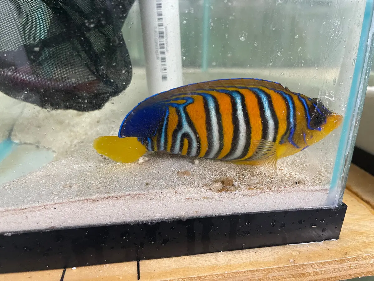 Regal Angel (Yellow Belly)-5” Misbar 1