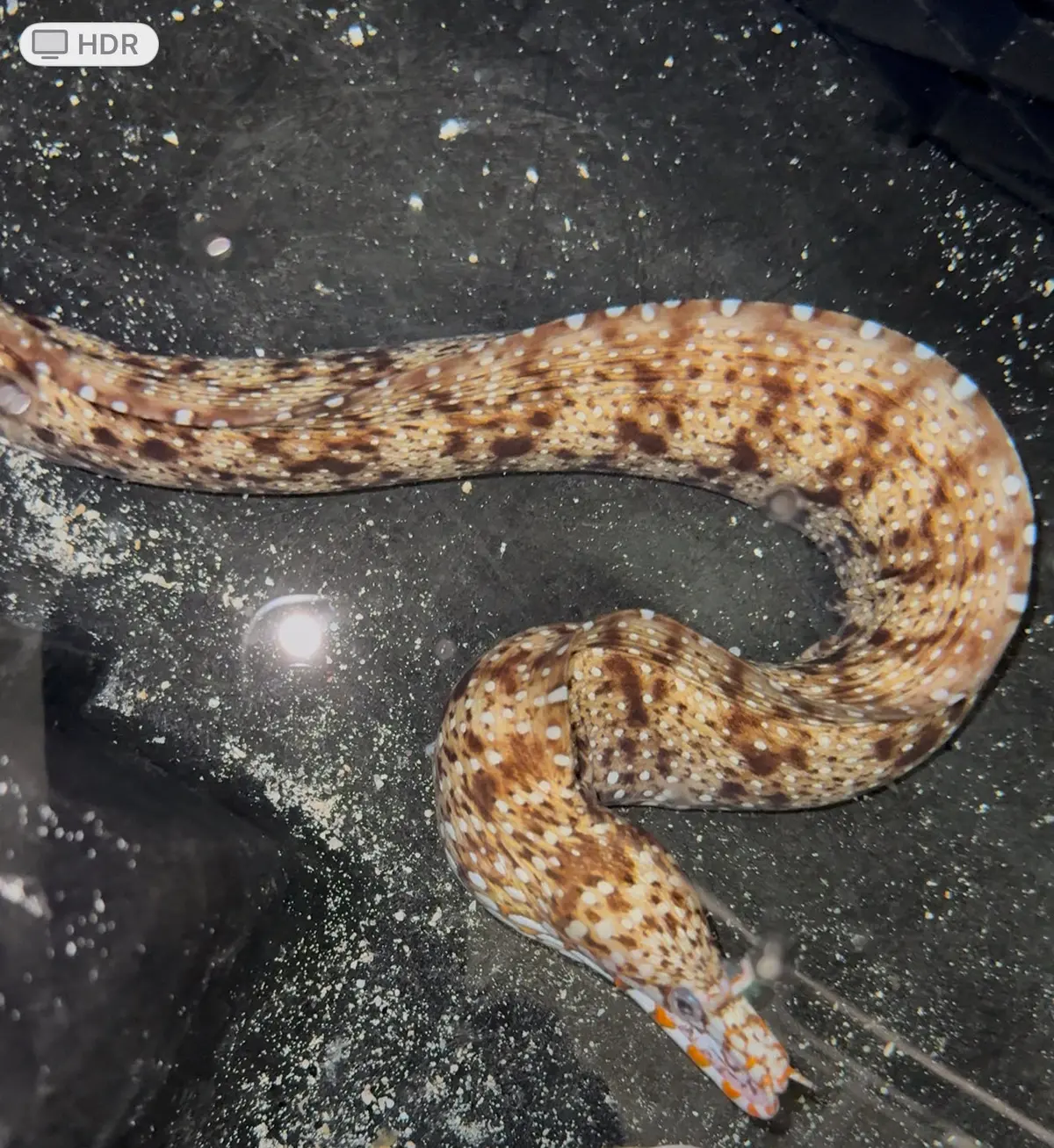 Hawaiian Dragon Moray (24" Male) 1